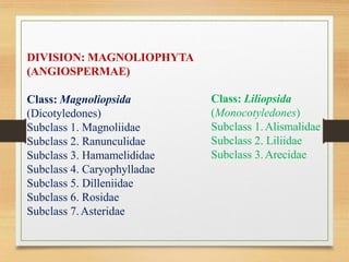 DIVISION: MAGNOLIOPHYTA
(ANGIOSPERMAE)
Class: Magnoliopsida
(Dicotyledones)
Subclass 1. Magnoliidae
Subclass 2. Ranunculidae
Subclass 3. Hamamelididae
Subclass 4. Caryophylladae
Subclass 5. Dilleniidae
Subclass 6. Rosidae
Subclass 7.Asteridae
Class: Liliopsida
(Monocotyledones)
Subclass 1.Alismalidae
Subclass 2. Liliidae
Subclass 3.Arecidae
 