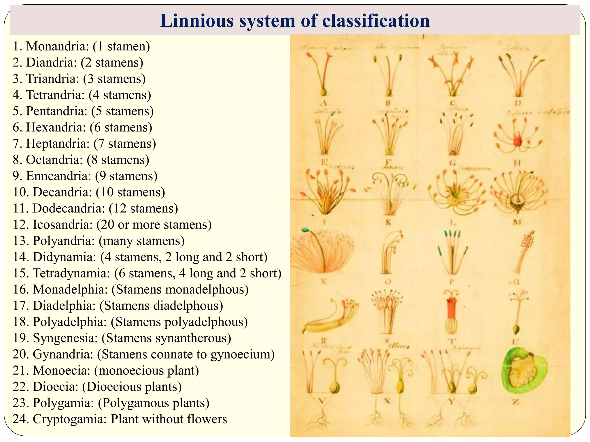 1. Monandria: (1 stamen)
2. Diandria: (2 stamens)
3. Triandria: (3 stamens)
4. Tetrandria: (4 stamens)
5. Pentandria: (5 stamens)
6. Hexandria: (6 stamens)
7. Heptandria: (7 stamens)
8. Octandria: (8 stamens)
9. Enneandria: (9 stamens)
10. Decandria: (10 stamens)
11. Dodecandria: (12 stamens)
12. Icosandria: (20 or more stamens)
13. Polyandria: (many stamens)
14. Didynamia: (4 stamens, 2 long and 2 short)
15. Tetradynamia: (6 stamens, 4 long and 2 short)
16. Monadelphia: (Stamens monadelphous)
17. Diadelphia: (Stamens diadelphous)
18. Polyadelphia: (Stamens polyadelphous)
19. Syngenesia: (Stamens synantherous)
20. Gynandria: (Stamens connate to gynoecium)
21. Monoecia: (monoecious plant)
22. Dioecia: (Dioecious plants)
23. Polygamia: (Polygamous plants)
24. Cryptogamia: Plant without flowers
Linnious system of classification
 