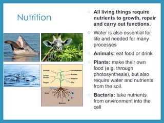 Nutrition
o All living things require
nutrients to growth, repair
and carry out functions.
o Water is also essential for
life and needed for many
processes
o Animals: eat food or drink
o Plants: make their own
food (e.g. through
photosynthesis), but also
require water and nutrients
from the soil.
o Bacteria: take nutrients
from environment into the
cell
 