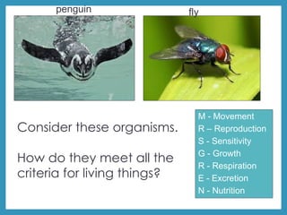Consider these organisms.
How do they meet all the
criteria for living things?
M - Movement
R – Reproduction
S - Sensitivity
G - Growth
R - Respiration
E - Excretion
N - Nutrition
penguin fly
 