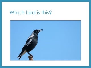 Which bird is this?
 