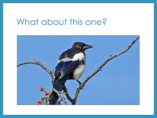 What about this one?
 