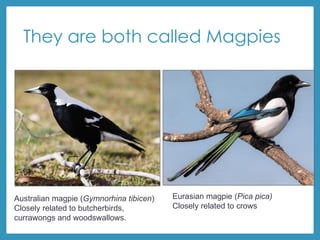 They are both called Magpies
Eurasian magpie (Pica pica)
Closely related to crows
Australian magpie (Gymnorhina tibicen)
Closely related to butcherbirds,
currawongs and woodswallows.
 