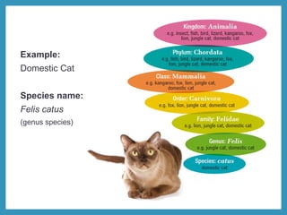 Example:
Domestic Cat
Species name:
Felis catus
(genus species)
 