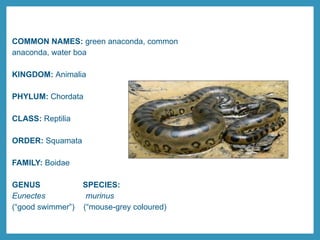 COMMON NAMES: green anaconda, common
anaconda, water boa
KINGDOM: Animalia
PHYLUM: Chordata
CLASS: Reptilia
ORDER: Squamata
FAMILY: Boidae
GENUS SPECIES:
Eunectes murinus
(“good swimmer”) (“mouse-grey coloured)
 