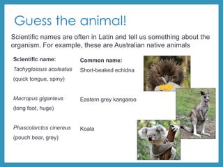 Guess the animal!
Scientific name:
Tachyglossus aculeatus
(quick tongue, spiny)
Macropus giganteus
(long foot, huge)
Phascolarctos cinereus
(pouch bear, grey)
Common name:
Short-beaked echidna
Eastern grey kangaroo
Koala
Scientific names are often in Latin and tell us something about the
organism. For example, these are Australian native animals
 