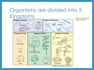 Organisms are divided into 5
Kingdoms https://youtu.be/T
PZSoNY9vAo
Overview of each
kingdom
 