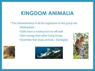 KINGDOM ANIMALIA
• The characteristics of all the organisms in this group are
• Multicellular
• Cells have a nucleus but no cell wall
• Gain energy from other living things
• Scientists that study animals - Zoologists
 