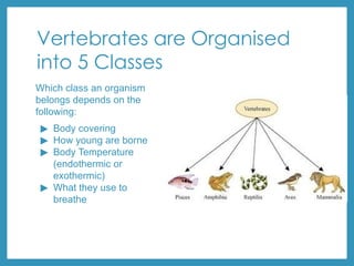 Vertebrates are Organised
into 5 Classes
Which class an organism
belongs depends on the
following:
▶ Body covering
▶ How young are borne
▶ Body Temperature
(endothermic or
exothermic)
▶ What they use to
breathe
 