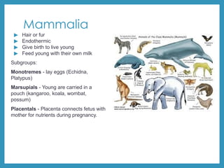 Mammalia
▶ Hair or fur
▶ Endothermic
▶ Give birth to live young
▶ Feed young with their own milk
Subgroups:
Monotremes - lay eggs (Echidna,
Platypus)
Marsupials - Young are carried in a
pouch (kangaroo, koala, wombat,
possum)
Placentals - Placenta connects fetus with
mother for nutrients during pregnancy.
 