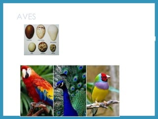 AVES
Endothermic
Covering of feathers
Scaly legs
Lay eggs with a hard
shell
Hollow bones
 