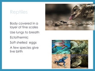Reptiles
Body covered in a
layer of fine scales
Use lungs to breath
Ectothermic
Soft shelled eggs
A few species give
live birth
 