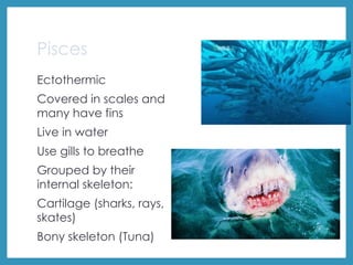 Pisces
Ectothermic
Covered in scales and
many have fins
Live in water
Use gills to breathe
Grouped by their
internal skeleton:
Cartilage (sharks, rays,
skates)
Bony skeleton (Tuna)
 