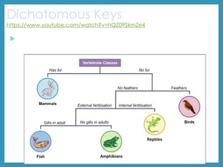 Dichotomous Keys
https://www.youtube.com/watch?v=hQZ09SkmZe4
▶ What characteristics might you use to decide if an organism is a
bird, Reptile, fish, mammal, amphibian?
 