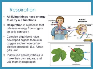 Respiration
o All living things need energy
to carry out functions
o Respiration is a process that
releases energy from sugars
so cells can use it
o Complex organisms have
developed organs to take in
oxygen and remove carbon
dioxide produced. E.g. lungs,
gills, skin
o Plants use photosynthesis to
make their own sugars, and
use them in respiration
 