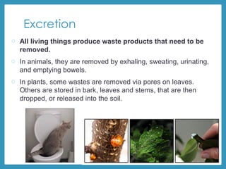 Excretion
o All living things produce waste products that need to be
removed.
o In animals, they are removed by exhaling, sweating, urinating,
and emptying bowels.
o In plants, some wastes are removed via pores on leaves.
Others are stored in bark, leaves and stems, that are then
dropped, or released into the soil.
 