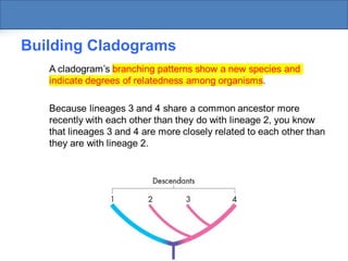 Modern Evolutionary Classification: Understanding Taxonomy, Cladistics ...