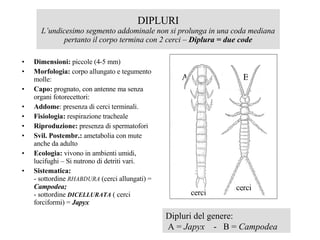 Classificazione degli insetti | PPT