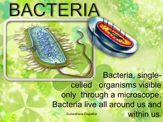 .. . Bacteria, single-
celled organisms visible
only through a microscope.
Bacteria live all around us and
within us.Sudarshana Elapatha
 