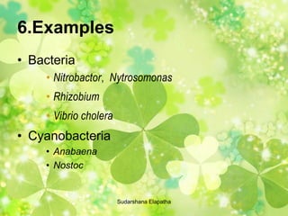 6.Examples
• Bacteria
• Nitrobactor, Nytrosomonas
• Rhizobium
• Vibrio cholera
• Cyanobacteria
• Anabaena
• Nostoc
Sudarshana Elapatha
 