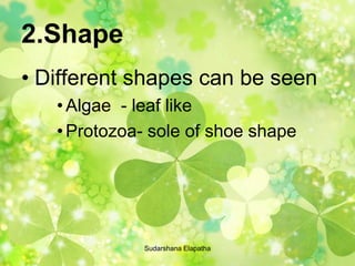 2.Shape
• Different shapes can be seen
•Algae - leaf like
•Protozoa- sole of shoe shape
Sudarshana Elapatha
 