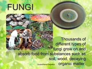 Thousands of
different types of
fungi grow on and
absorb food from substances such as
soil, wood, decaying
organic matter.Sudarshana Elapatha
 