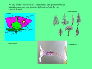 Per tal d’aclarir l’explicació que feia referència a les gimnospermes i a les angiospermes, us poso un dibuix de les parts d’una flor i un exemple de cada Gimnospermes Angiosperma Parts d’una flor 