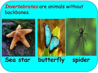 Invertebrates are animals without 
backbones. 
Sea star butterfly spider 
 