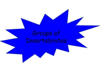 Groups of 
Invertebrates 
 