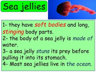 Sea jellies 
1- they have soft bodies and long, 
stinging body parts. 
2- the body of a sea jelly is made of 
water. 
3- a sea jelly stuns its prey before 
pulling it into its stomach. 
4- Most sea jellies live in the ocean. 
 