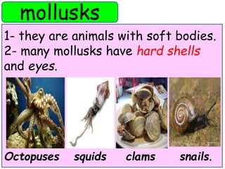 mollusks 
1- they are animals with soft bodies. 
2- many mollusks have hard shells 
and eyes. 
Octopuses squids clams snails. 
 