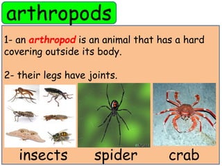 arthropods 
1- an arthropod is an animal that has a hard 
covering outside its body. 
2- their legs have joints. 
insects spider crab 
 