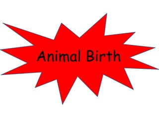 Animal Birth 
 