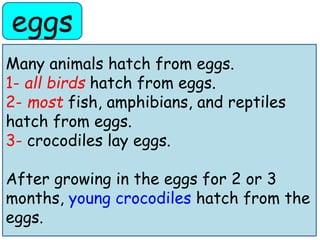 eggs 
Many animals hatch from eggs. 
1- all birds hatch from eggs. 
2- most fish, amphibians, and reptiles 
hatch from eggs. 
3- crocodiles lay eggs. 
After growing in the eggs for 2 or 3 
months, young crocodiles hatch from the 
eggs. 
 