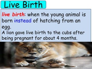 Live Birth 
live birth: when the young animal is 
born instead of hatching from an 
egg. 
A lion gave live birth to the cubs after 
being pregnant for about 4 months. 
