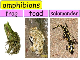 amphibians 
frog toad salamander 
 