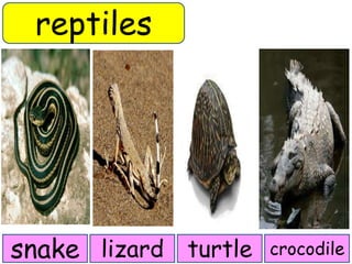 reptiles 
snake lizard turtle crocodile 
 