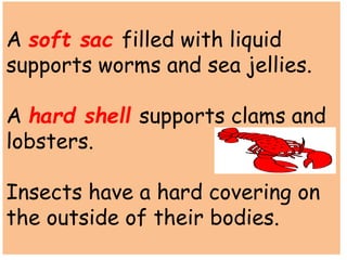 A soft sac filled with liquid 
supports worms and sea jellies. 
A hard shell supports clams and 
lobsters. 
Insects have a...