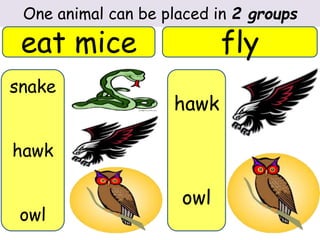 One animal can be placed in 2 groups 
eat mice fly 
snake 
hawk 
owl 
hawk 
owl 
 