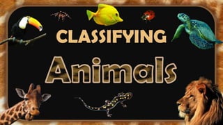 Classifying animal presentation final