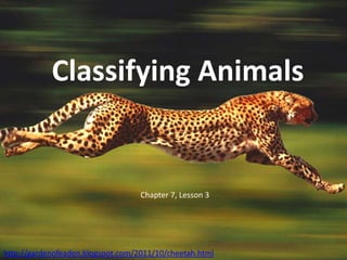 Classifying Animals


                                   Chapter 7, Lesson 3




http://gardenofeaden.blogspot.com/2011/10/cheetah.html
 