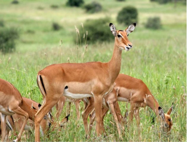 Classifying animals according to the food they eat