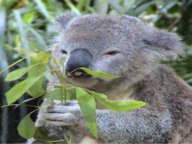 Classifying Animals According To The Food They Eat