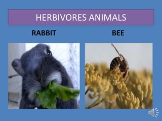 Classifying animals according to the food they eat