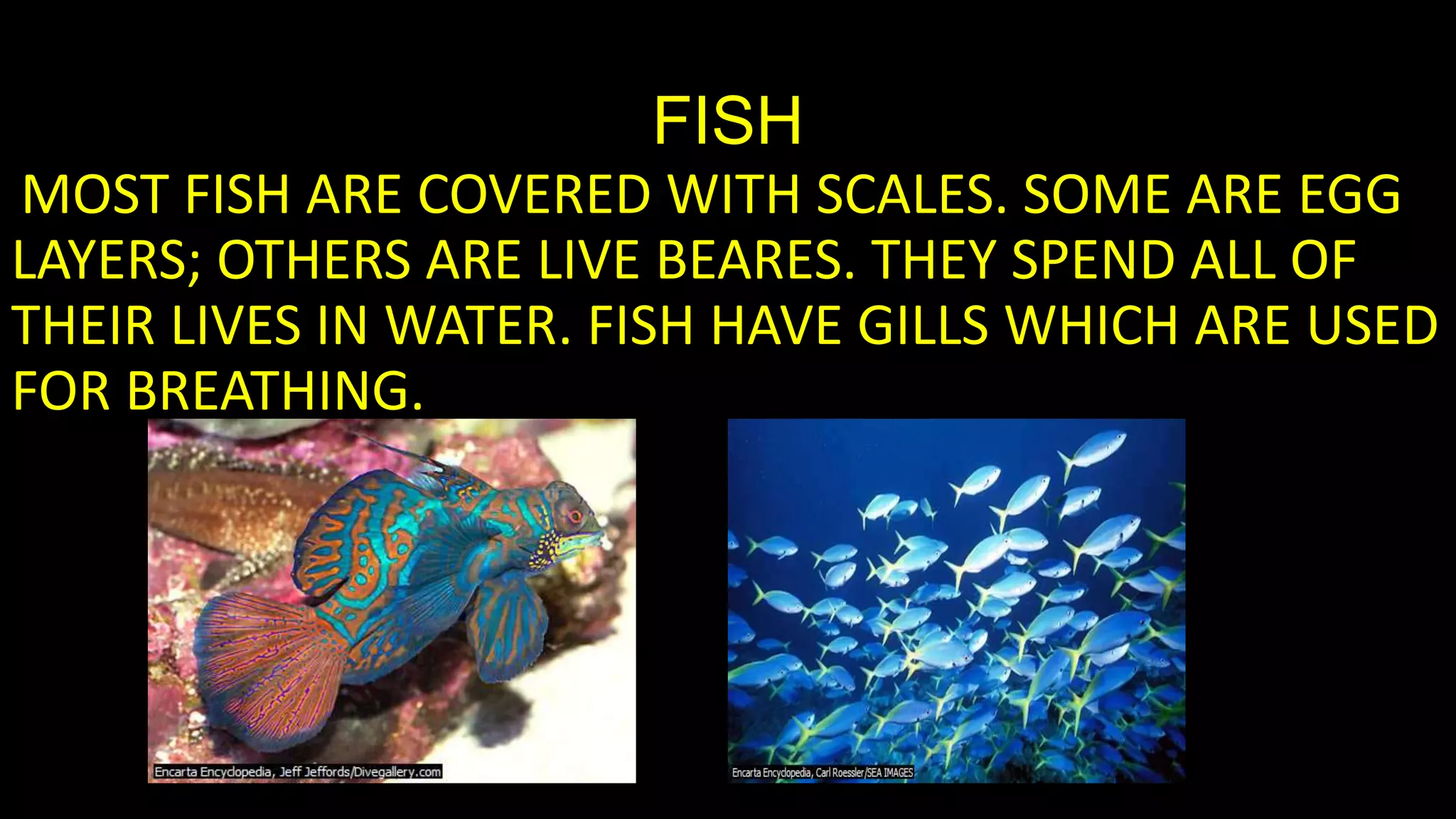FISH
MOST FISH ARE COVERED WITH SCALES. SOME ARE EGG
LAYERS; OTHERS ARE LIVE BEARES. THEY SPEND ALL OF
THEIR LIVES IN WATER. FISH HAVE GILLS WHICH ARE USED
FOR BREATHING.

 