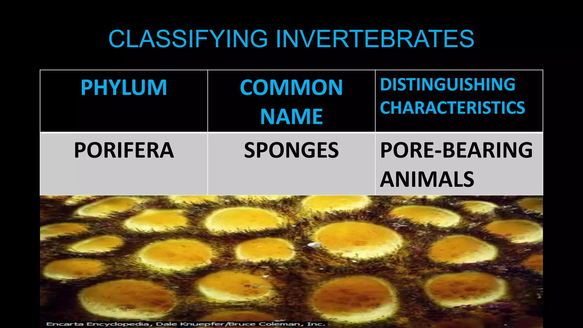 CLASSIFYING INVERTEBRATES

PHYLUM
PORIFERA

COMMON
NAME
SPONGES

DISTINGUISHING
CHARACTERISTICS

PORE-BEARING
ANIMALS

 