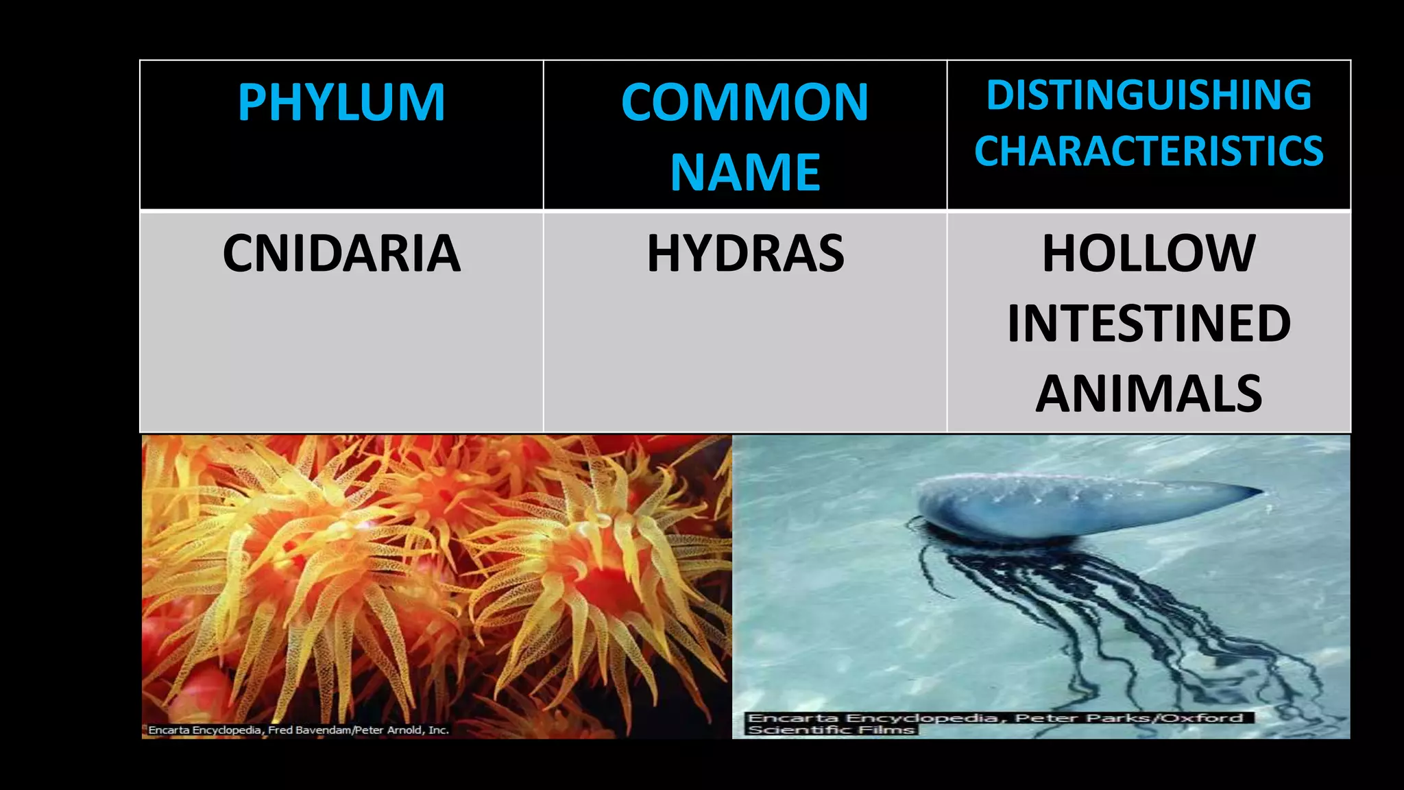 PHYLUM
CNIDARIA

COMMON
NAME
HYDRAS

DISTINGUISHING
CHARACTERISTICS

HOLLOW
INTESTINED
ANIMALS

 