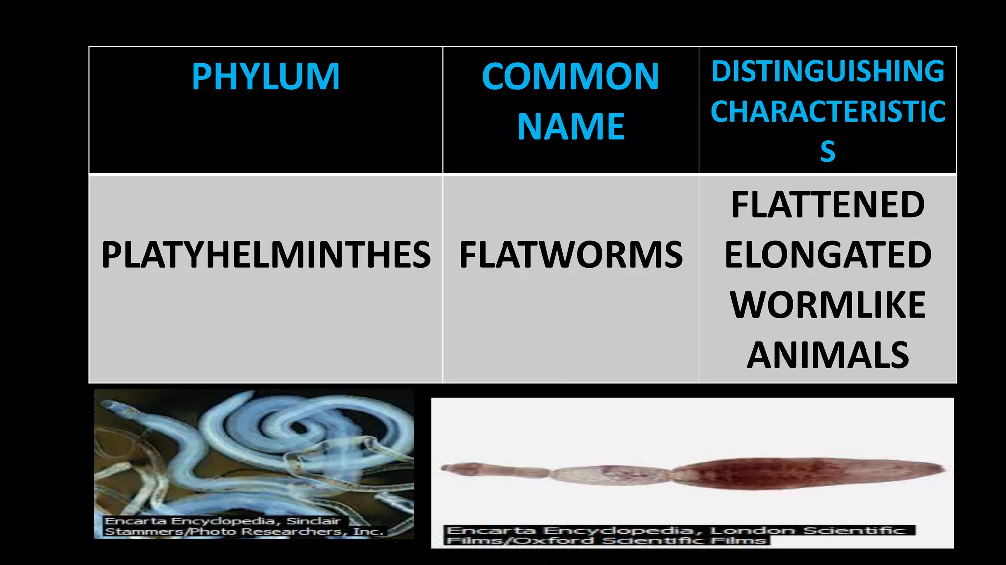 PHYLUM

COMMON
NAME

DISTINGUISHING
CHARACTERISTIC
S

FLATTENED
PLATYHELMINTHES FLATWORMS ELONGATED
WORMLIKE
ANIMALS

 