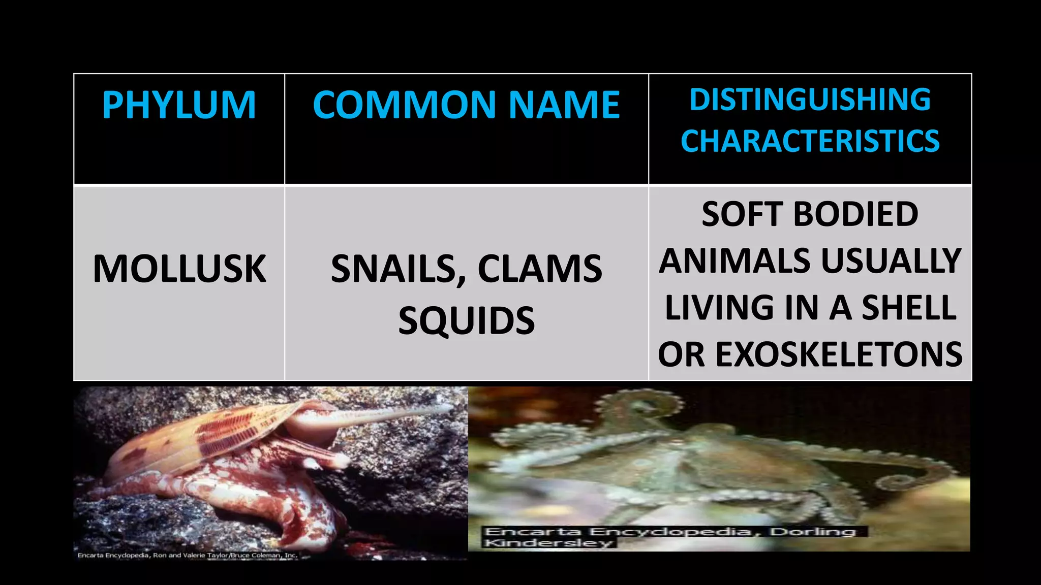 PHYLUM

MOLLUSK

COMMON NAME

DISTINGUISHING
CHARACTERISTICS

SNAILS, CLAMS
SQUIDS

SOFT BODIED
ANIMALS USUALLY
LIVING IN A SHELL
OR EXOSKELETONS

 