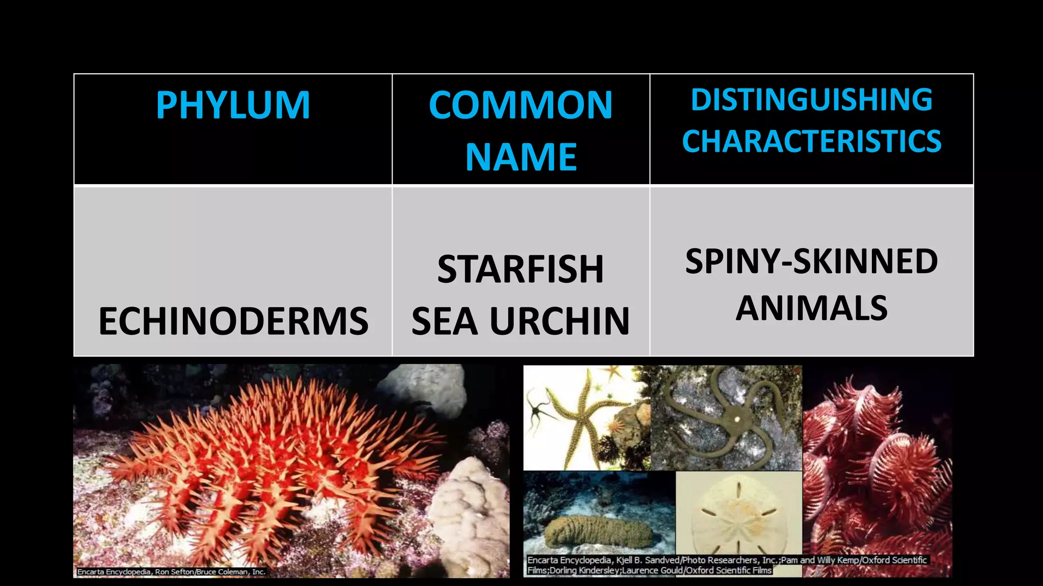 PHYLUM

COMMON
NAME

STARFISH
ECHINODERMS SEA URCHIN

DISTINGUISHING
CHARACTERISTICS

SPINY-SKINNED
ANIMALS

 